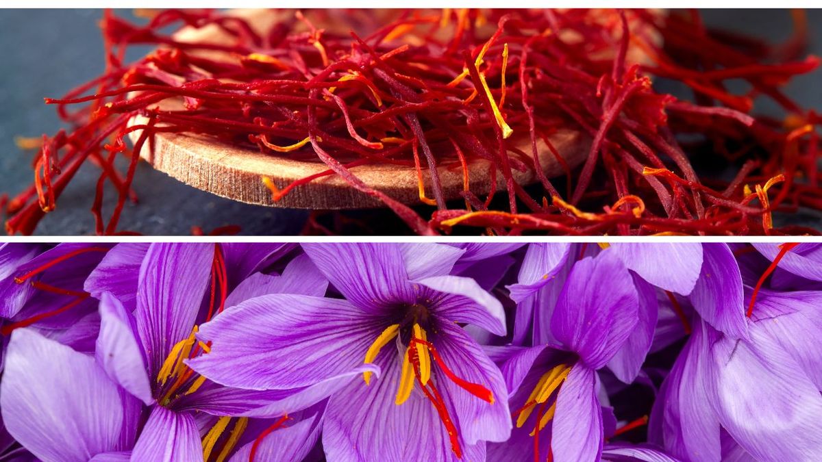 The Best Saffron Supplement Which Brands Reign Supreme?