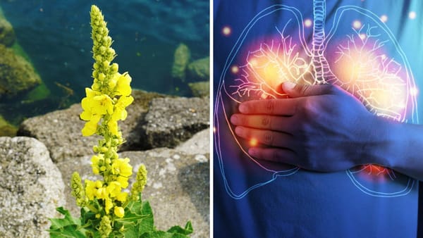 Mullein Drops: A Comprehensive Review Unlocking the Power of Mullein Drops for Lung Health